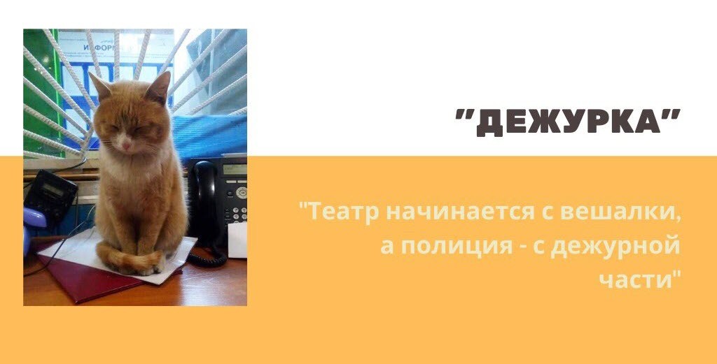 Твит МВД Якутии о конфликте кота, голубя и ястреба рассмешил всю страну