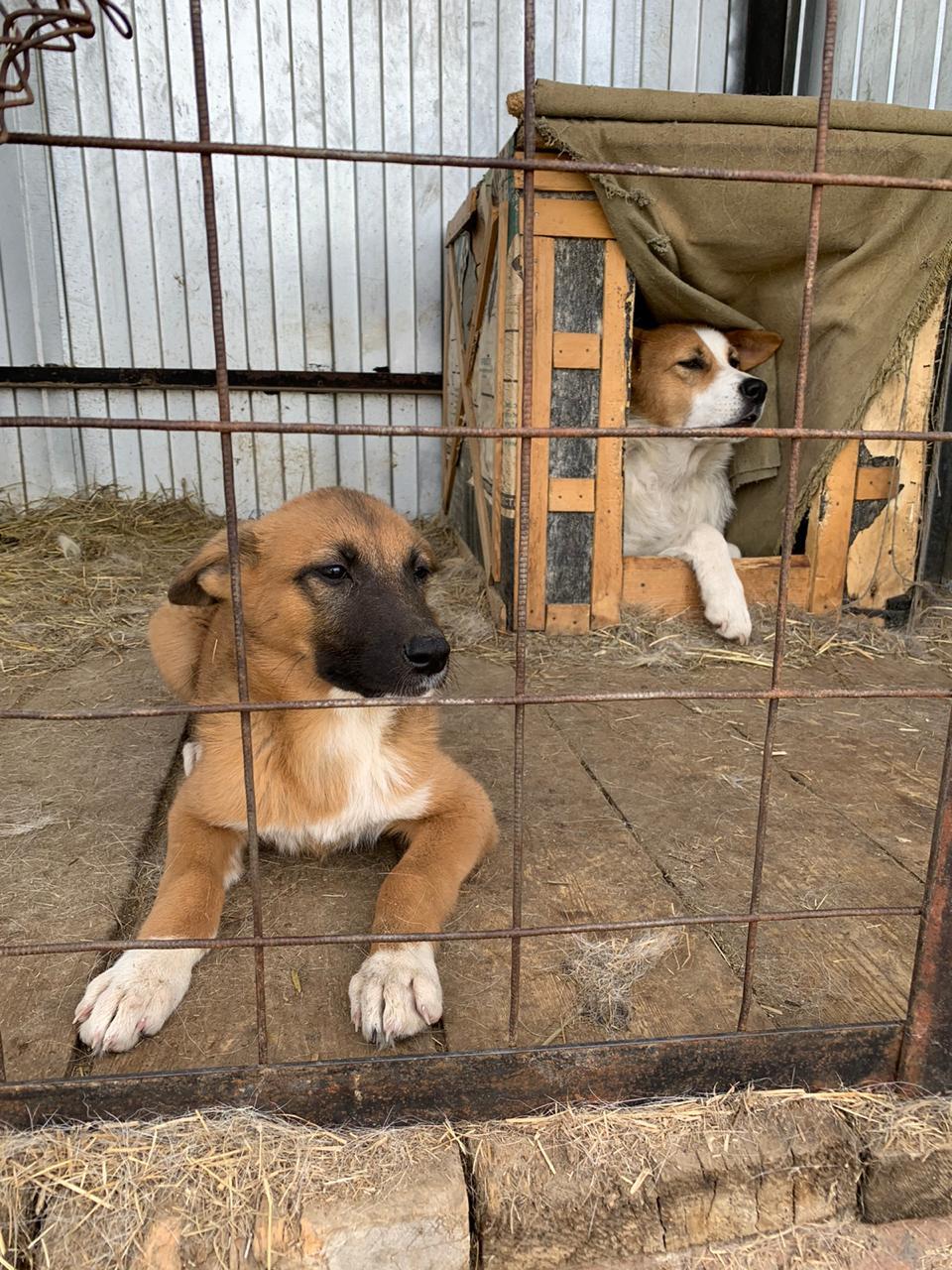 В Якутске пункт передержки животных могут отдать обратно «Жилкомсервису». Зоозащитники против