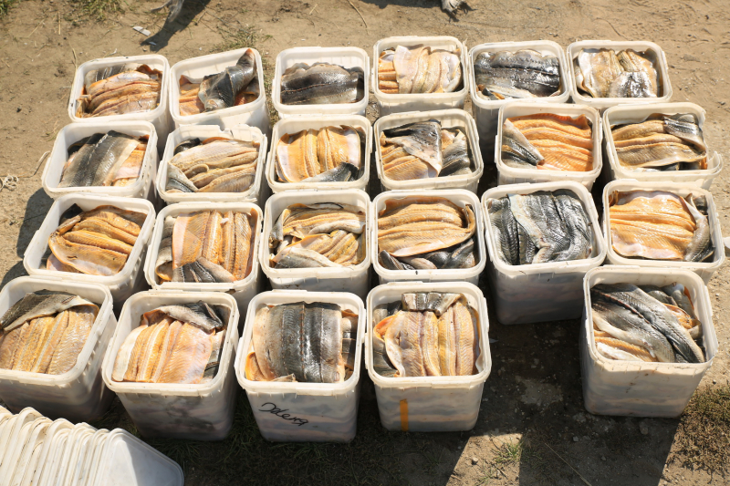 В Якутии браконьеры незаконно добывали осетров в промышленных масштабах