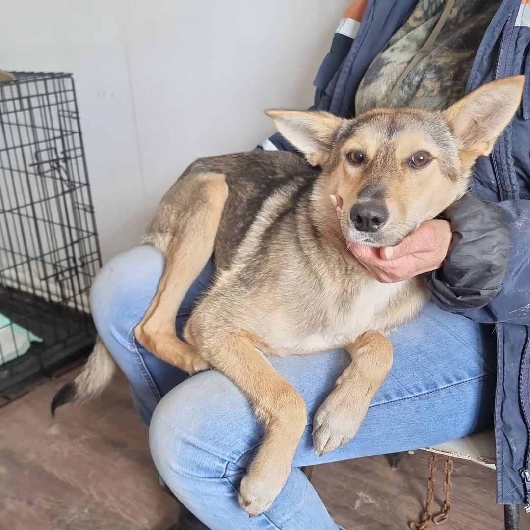 Бурматов попросил прокурора разобраться в вопросе о возможной передаче пункта передержки животных в Якутске