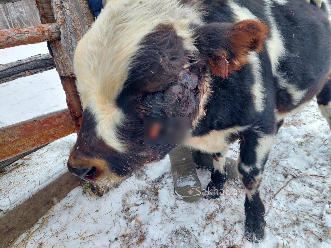 В намском селе неизвестные обстреляли стадо коров