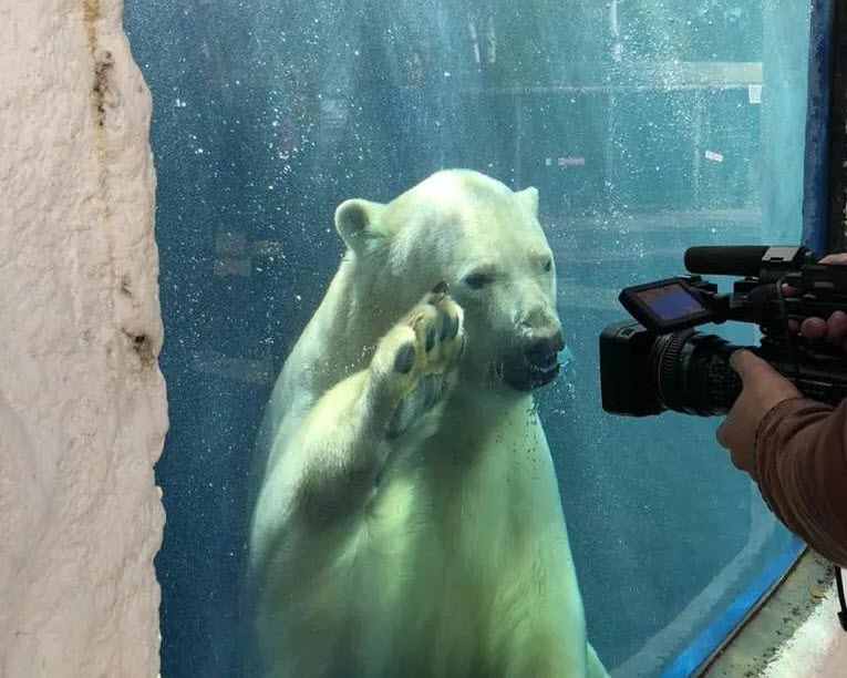 В "Орто Дойду" рассказали, как прошло расставание белой медведицы Колыманы с медвежонком Алмазом