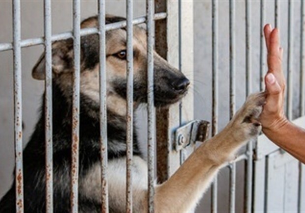 Якутску необходим приют для безнадзорных животных