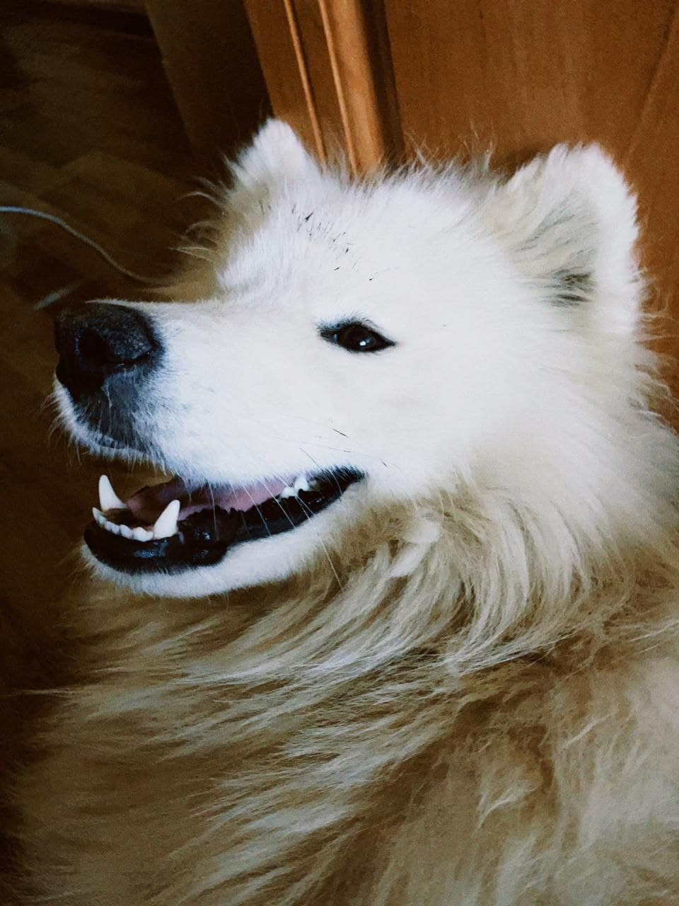 Самоед, в одиночестве катавшийся в автобусе, воссоединился с хозяевами благодаря неравнодушным жителям Якутска