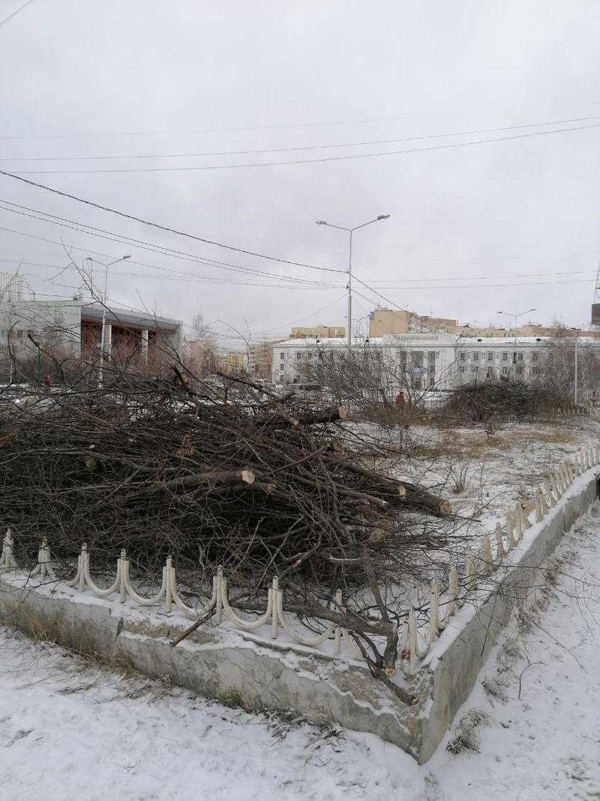 "Мэрия Якутска не выдавала разрешения на вырубку деревьев"
