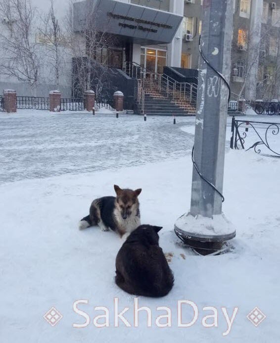 Евгений Григорьев поручил усилить отлов собак перед проведением переписи населения