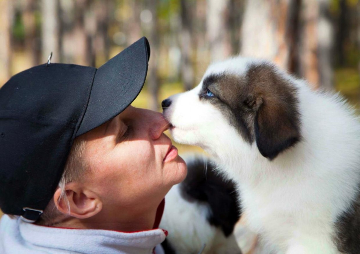 Якутский кинолог рассказал, какие собаки теряются чаще