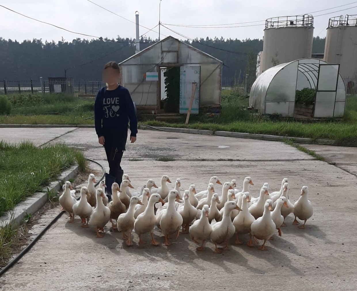 Чурапчинская школа реализует мясо уток и индеек