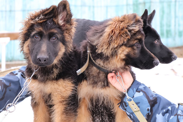 В кинологическую службу УФСИН прибыло пополнение