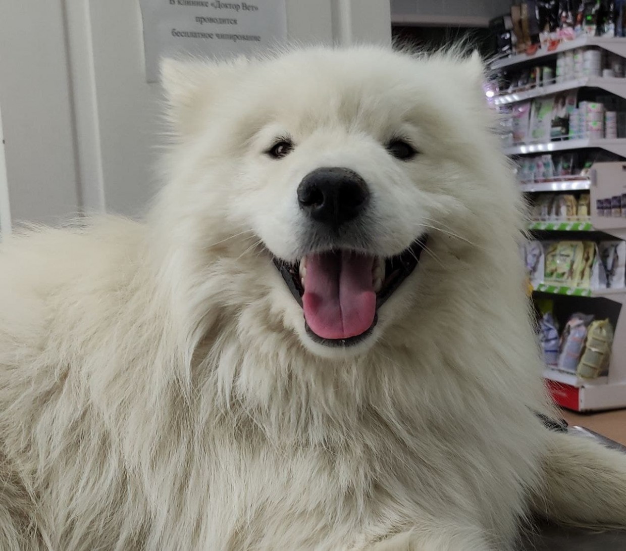 В Якутске самоеда, уехавшего на автобусе, ищут его владельцы