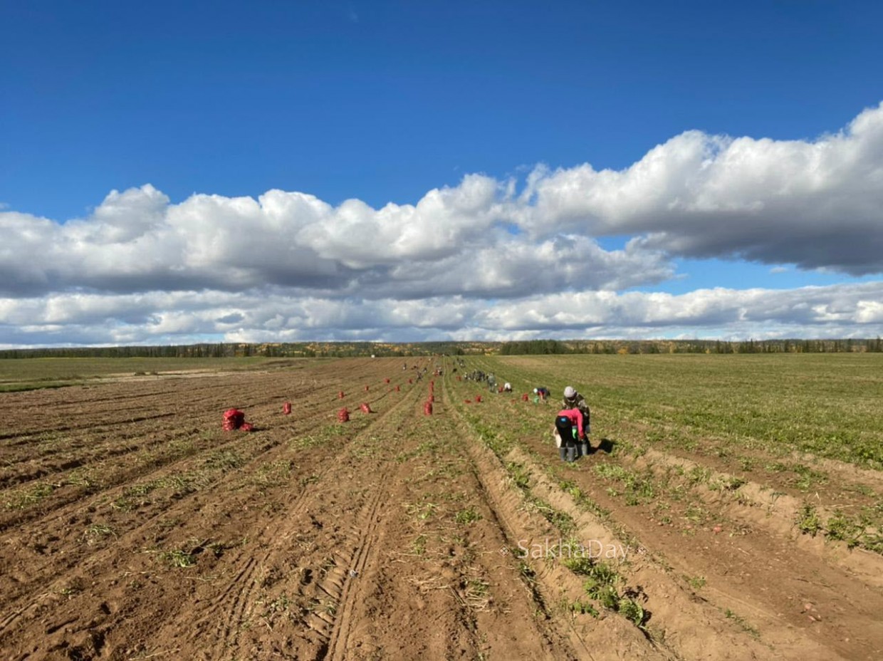В Саныяхтахе опровергли новость о том, что половина урожая картофеля осталась в земле
