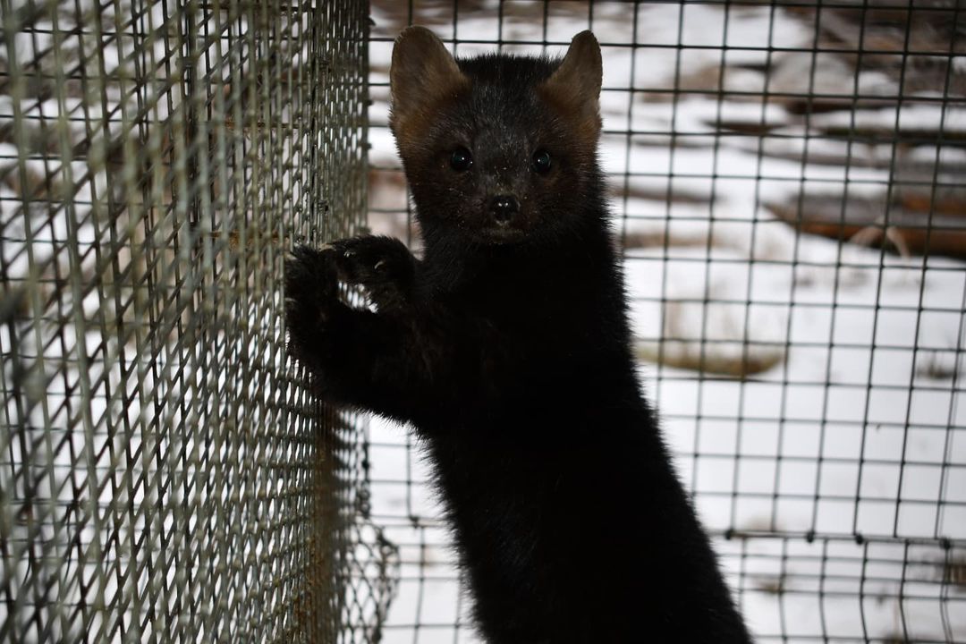 В Покровское зверохозяйство завезли 400 племенных соболей