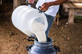 В Гордуме предложили увеличить объемы сдачи молока в агропоясе Якутска