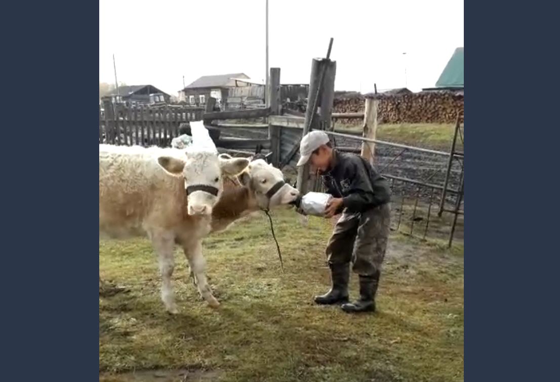 Якутскому школьнику, обратившемуся к Путину, подарят корову и помогут с жильем