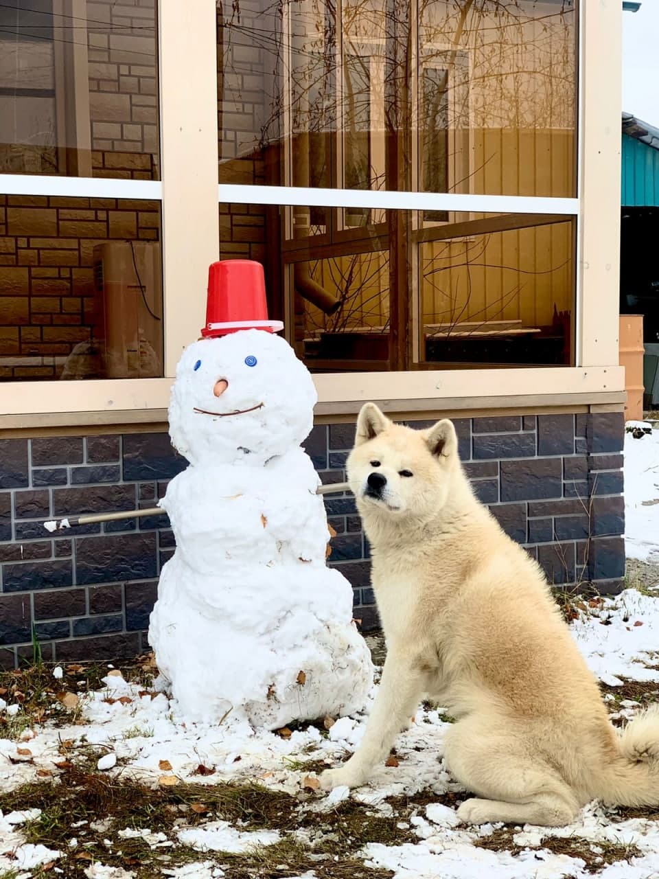 В Якутске владельцы акита-ину обвиняют ветклинику "Кот и пес" в смерти собаки