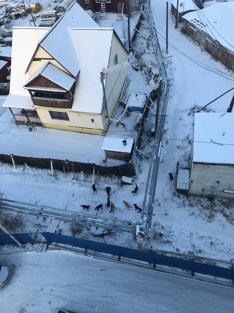 Организована проверка по факту нападения в Якутске  на женщину стаи безнадзорных животных