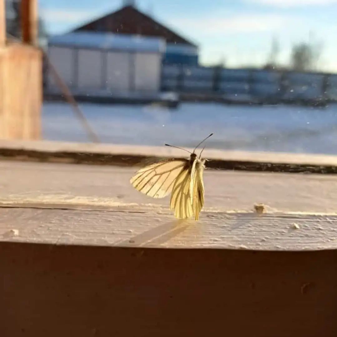 Жительница Момского района вывела из кокона бабочку