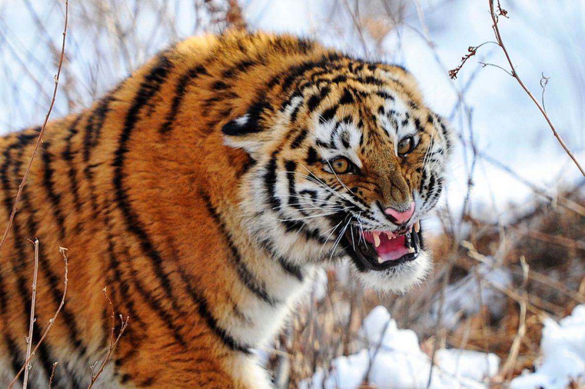 Специалисты впервые за последние 50 лет обнаружили в Якутии следы амурского тигра