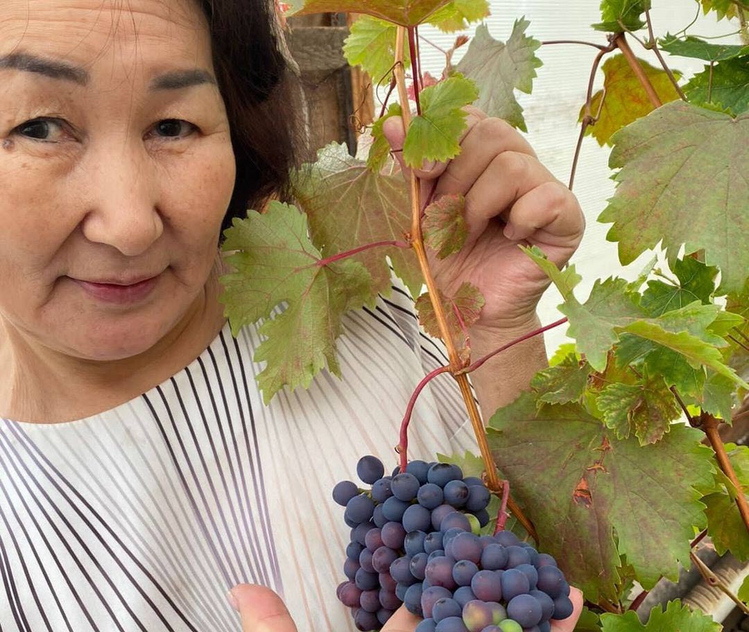 В Намцах поспел второй урожай винограда