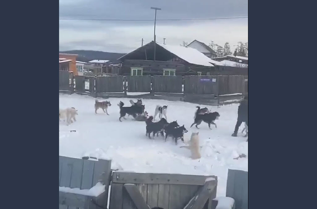 В амгинском селе стая собак напала на ребенка
