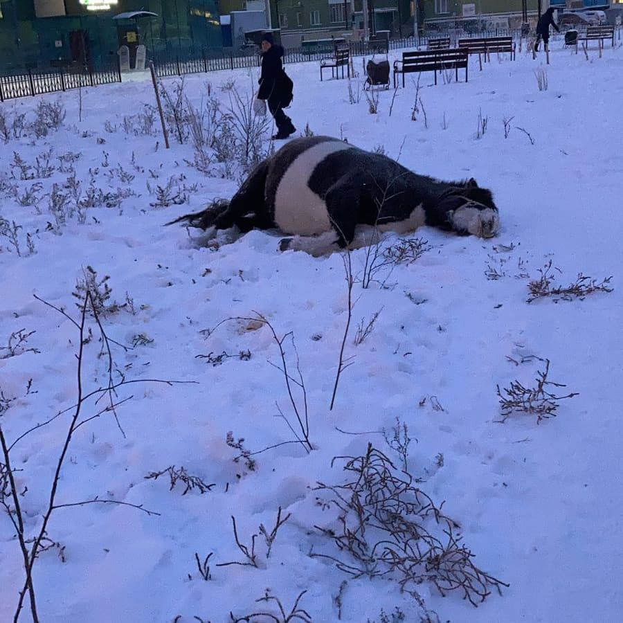 В Якутске на лошадку обратили внимание, когда "она притворилась мертвой"
