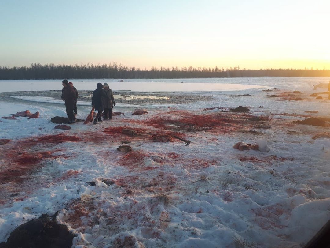 В якутском селе под лед провалились 29 коров