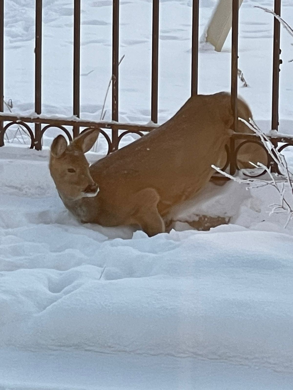 В детский сад Якутска забрела косуля