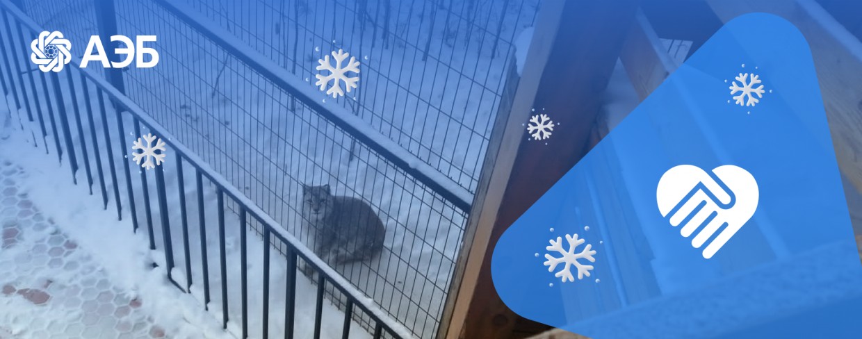 Алмазэргиэнбанк помог зоопарку «Орто-Дойду» установить новую изгородь в вольере для рысей