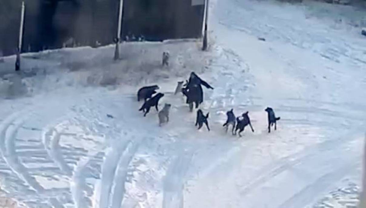 Поймали пять собак из своры, напавшей на женщину в Якутске