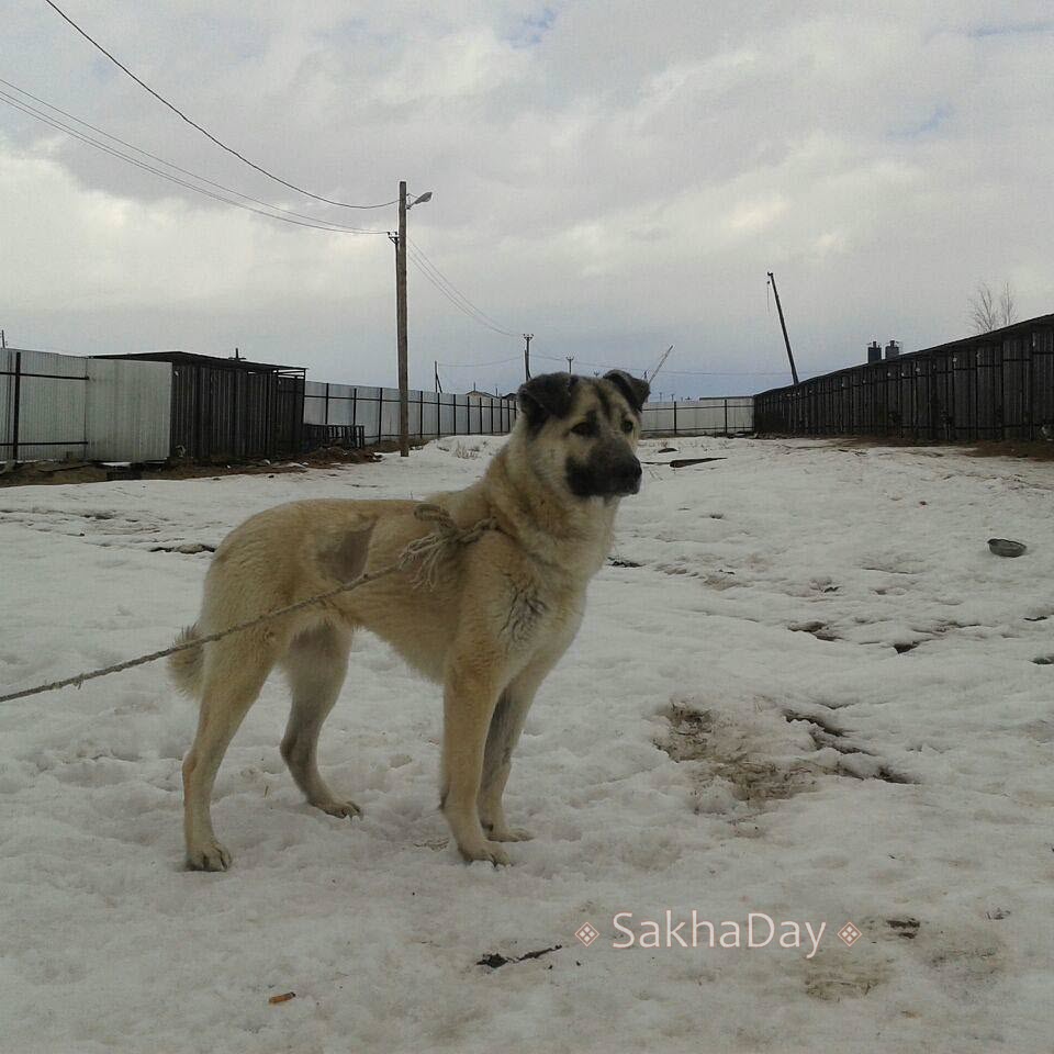 В Пункте передержки животных Якутска в 2-3 раза увеличили тарифы для владельцев отловленных собак