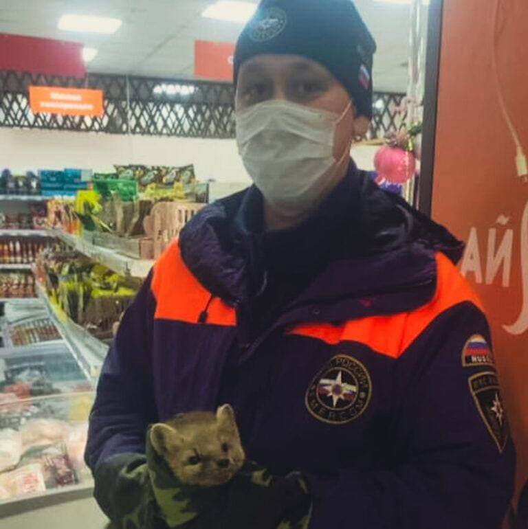 Сотрудники МЧС спасли соболя в торговом центре Якутска
