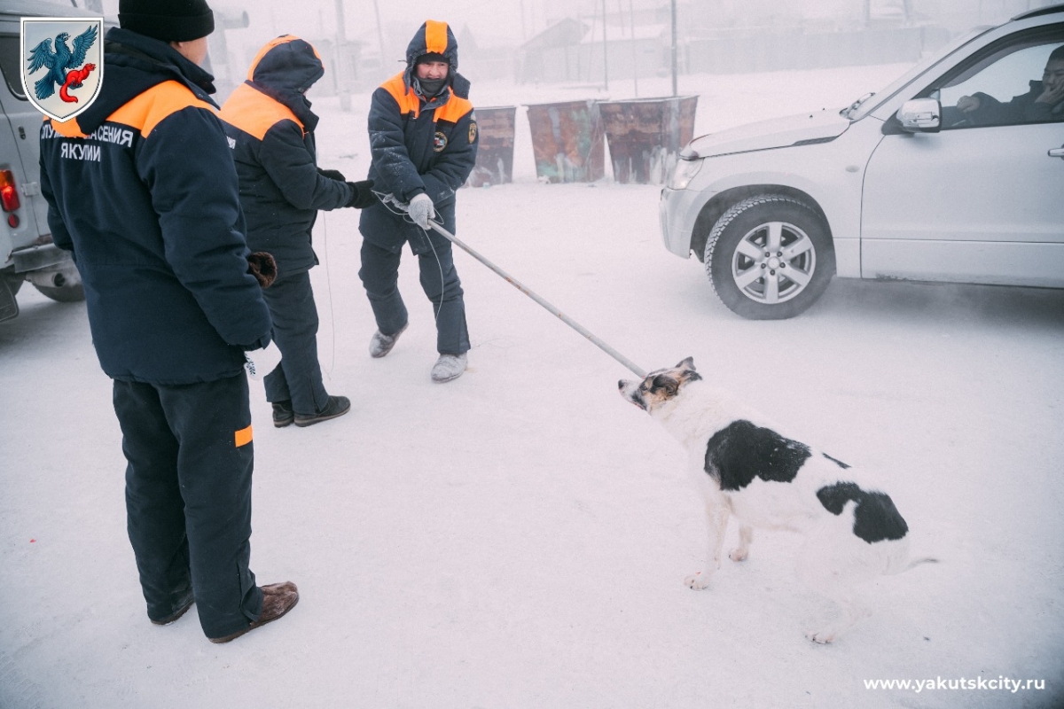 12 бригад работают по отлову безнадзорных собак 31 декабря