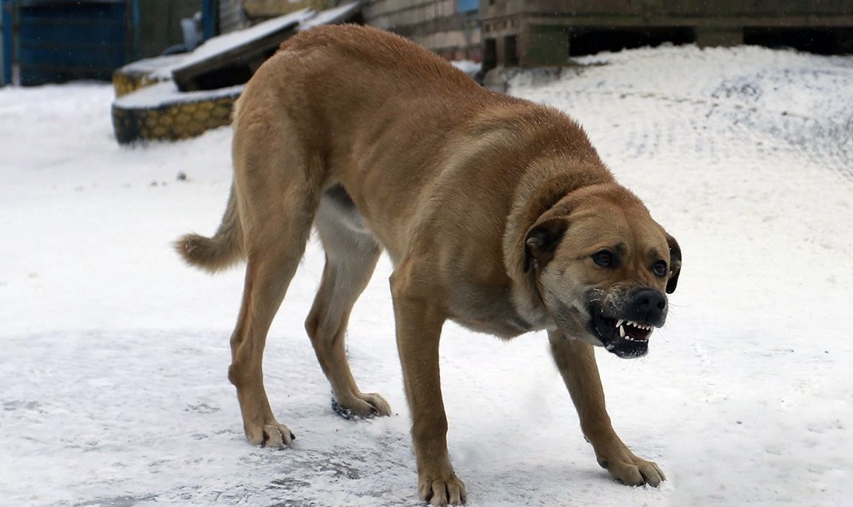 "Реакции от хозяев нет". Домашние собаки нападают на людей в Якутске