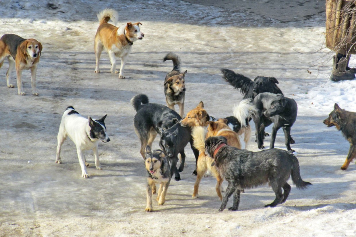 «Требуется много человекочасов». Как решается проблема с бродячими собаками на улицах Якутска