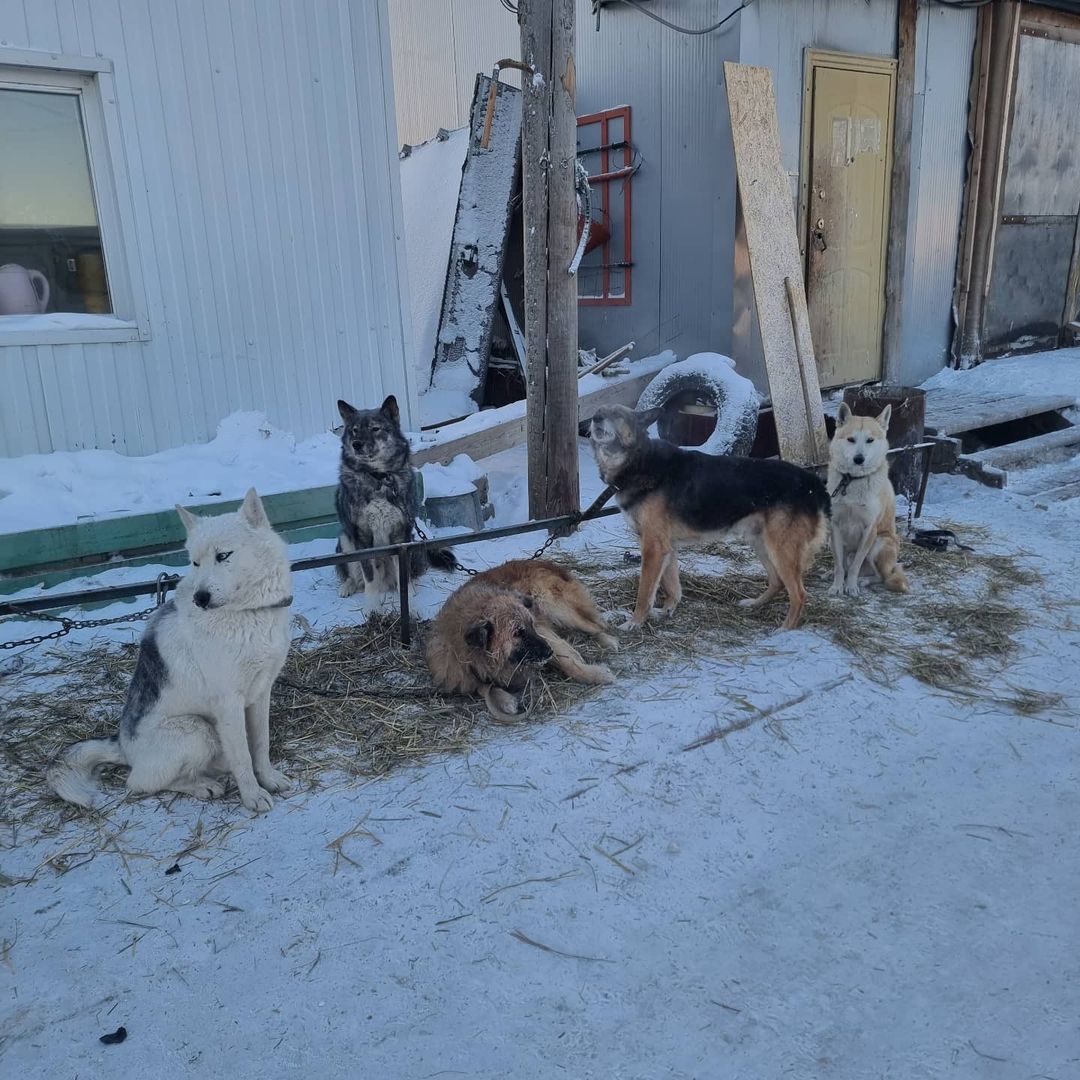 "Выхода у нас нет". В Пункте передержки Якутска сообщили о выпуске собак в морозы