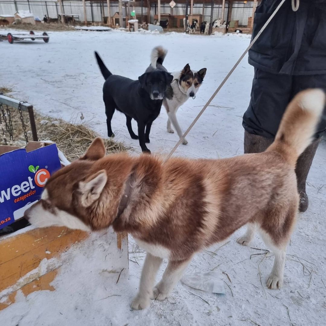 "Фактов нарушений в Пункте передержки Якутска не установлено"