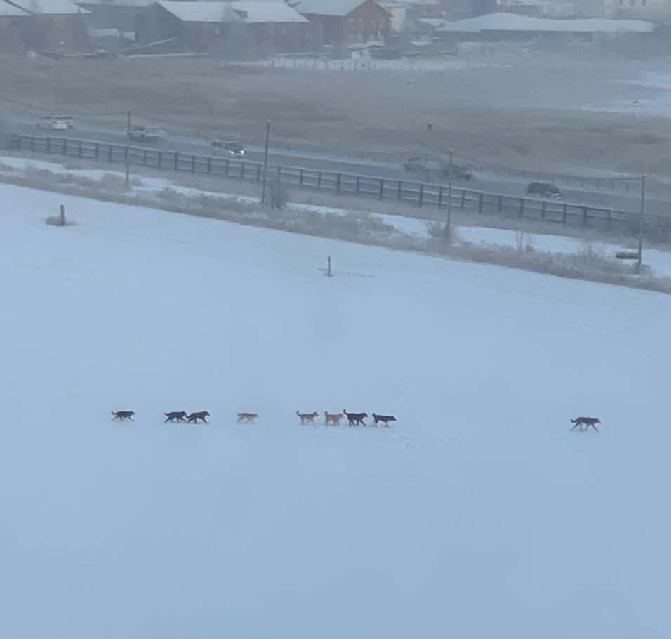 "На данный момент возле АГАТУ в Якутске отловлена одна собака"