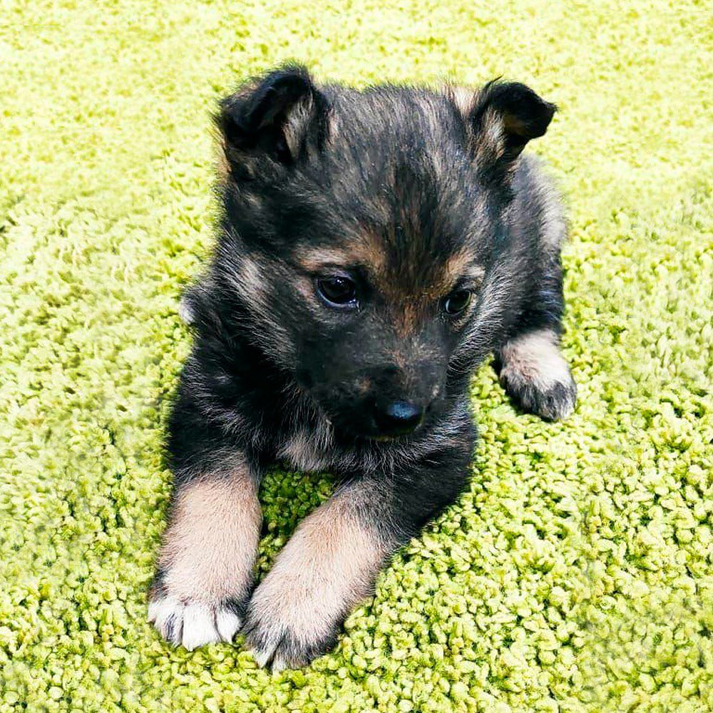 Глава Якутии рассказал, как назвал нового друга