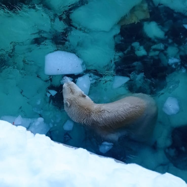 Экс-министр экологии Якутии навестил в Ленинградском зоопарке медведицу Хаарчаану и угостил свеклой
