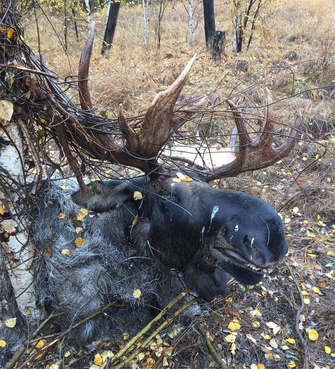 Мучительная смерть великолепного животного от бесхозных проводов в Якутии стала поводом для обращения к министру природных ресурсов РФ