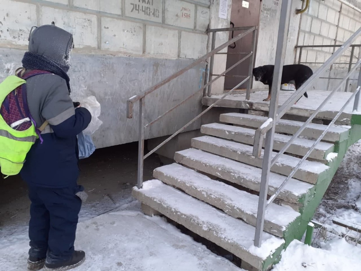 В Якутске усиливают меры по отлову безнадзорных собак