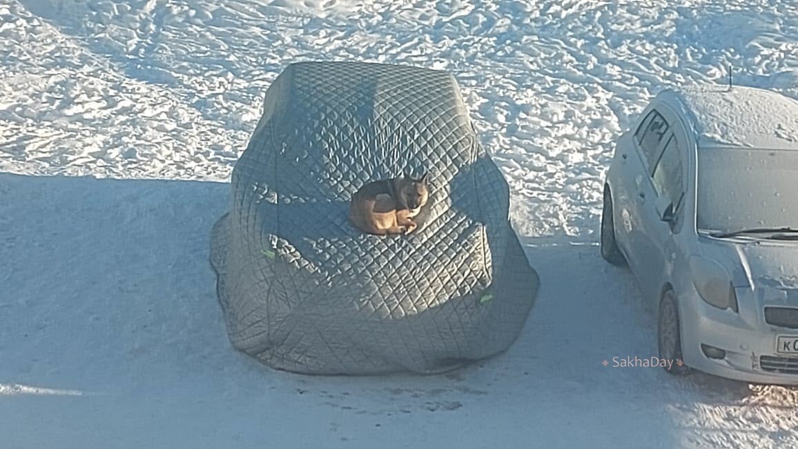 В Якутске отловлено 337 собак