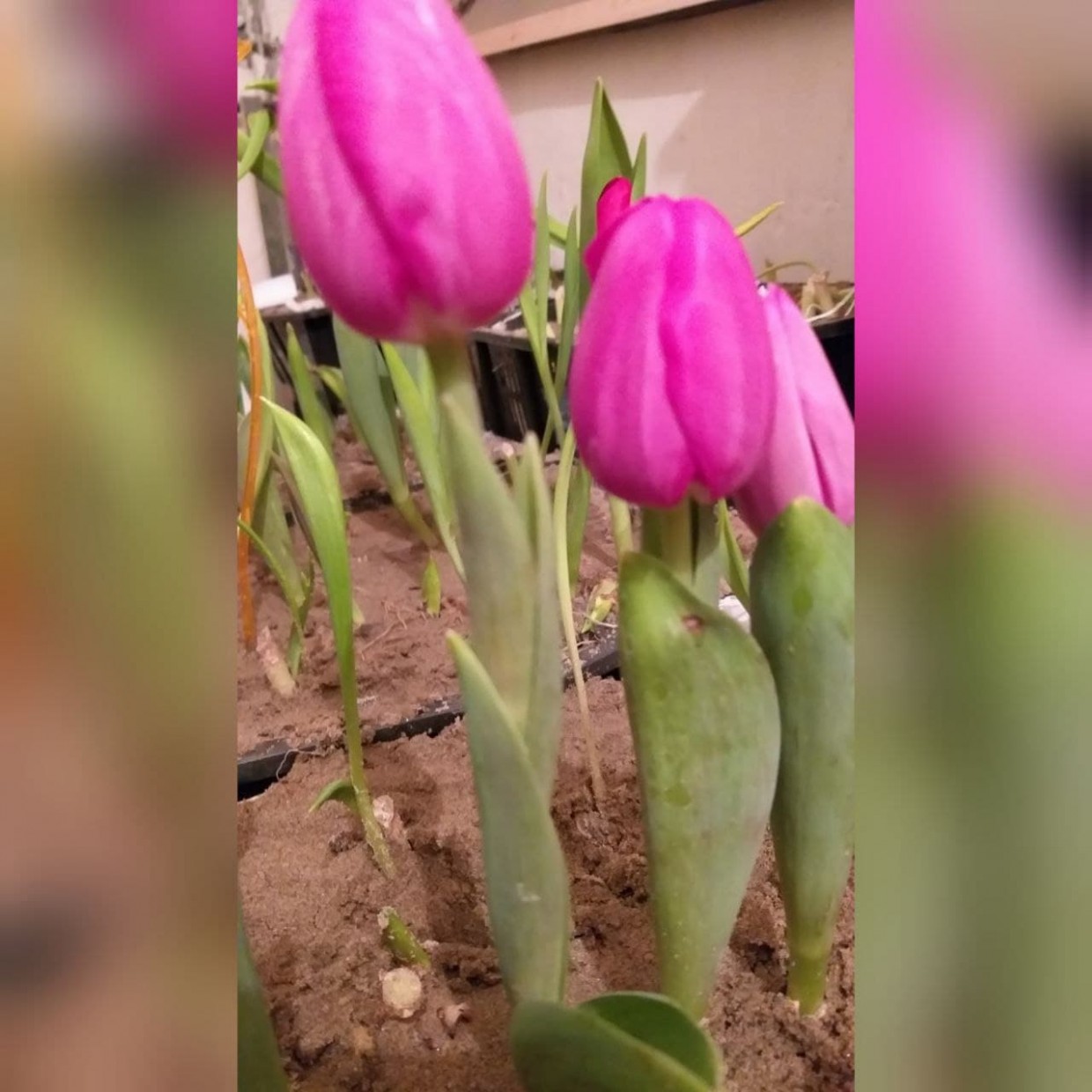 Сельская школа в Якутии третий год выращивает тюльпаны
