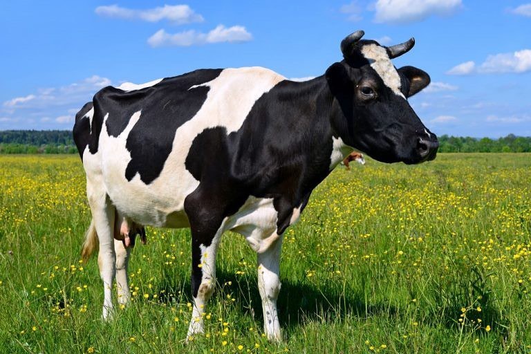 О нодулярном дерматите крупного рогатого скота, выявленном в Республике Бурятия
