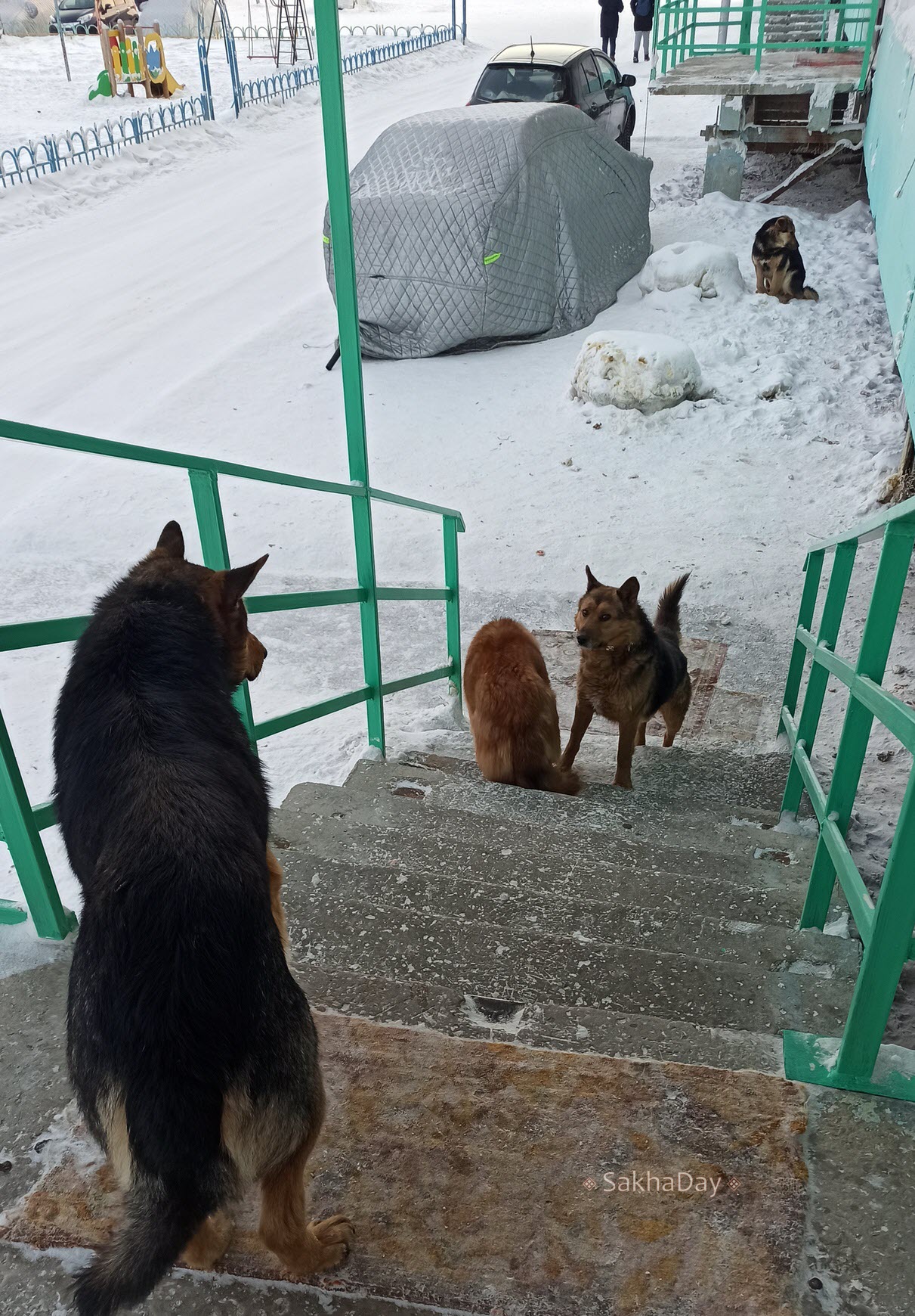 В Якутске полиция разыскивает женщину, подкармливающую собак