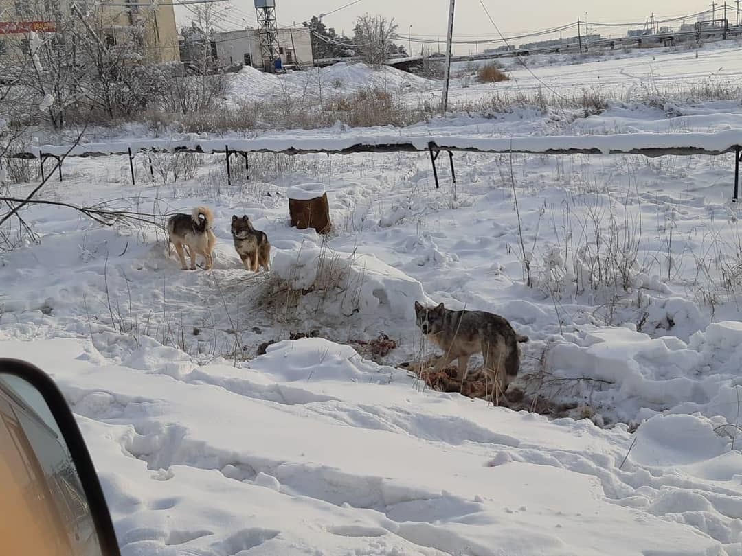 Проблема бродячих собак в Якутске десять лет назад: мэрия бездействует, собаки размножаются