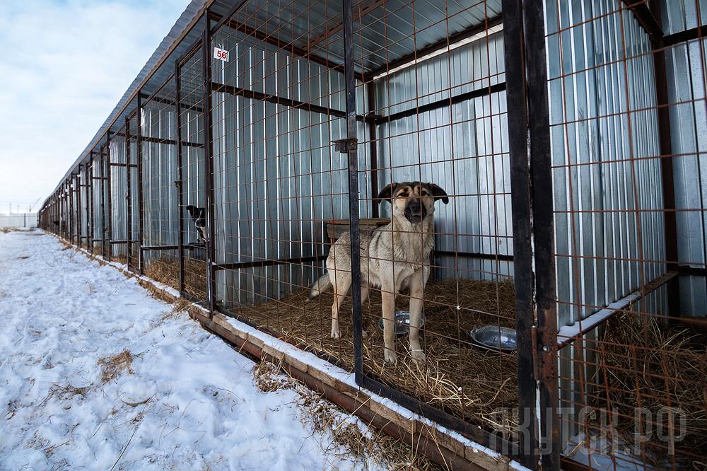 В Якутии решили создать приюты для бездомных собак