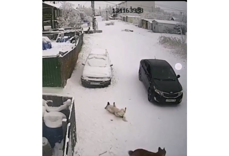 Полиция установила мужчину, занимающегося отстрелом собак в Якутске
