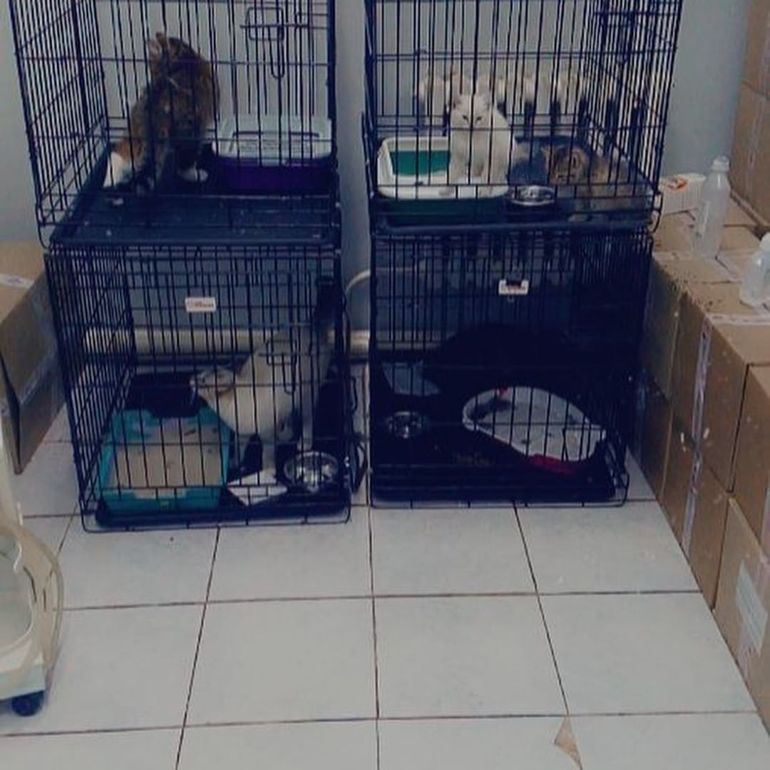 Питомцев женщины, которую насмерть загрызли собаки в Якутии, забрали волонтеры