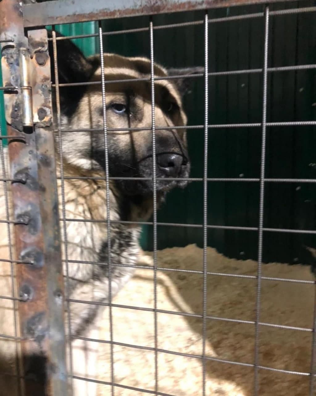 "Король собак" уедет из Якутска